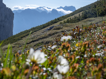Dachstein und Bischofsmütze