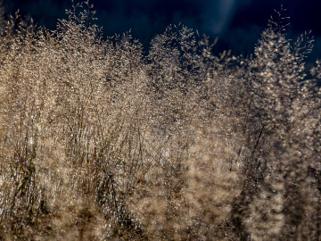 Morgenlicht