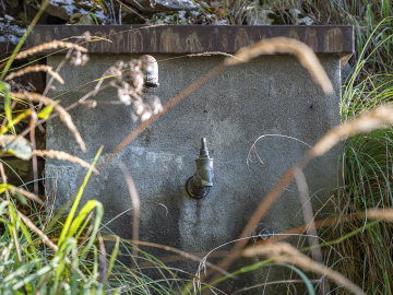 mitten im Wald