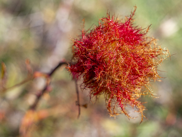Apfelrose