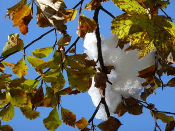Herbst vs. Winter