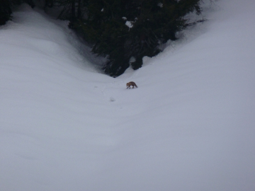 Fängt eigentlich der frühe Fuchs auch Würmer?