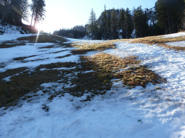 erste große Lücken in der Schneedecke