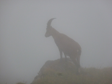 der und seine Freunde tauchten auf einmal aus dem Nebel auf