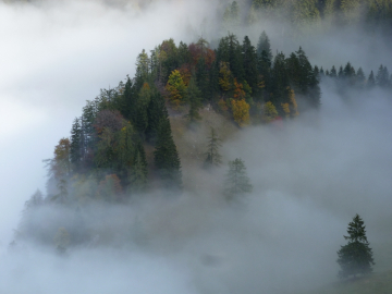 zurück in den Nebel