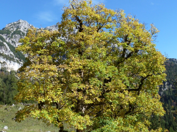 Herbst