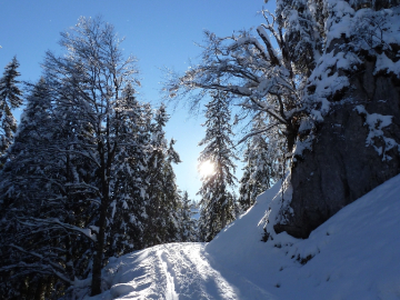 der Sonne entgegen