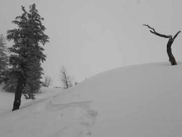 bizarrer Baum, bizarrer Schnee