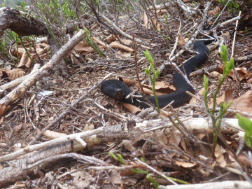Kreuzotter/Höllenotter/Bergviper
