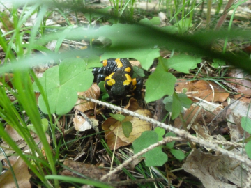 Salamandra salamandra