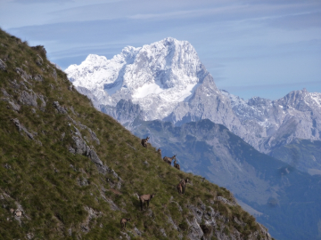 Gamsrudel vs. Dachstein
