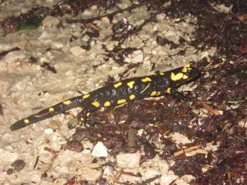 Salamandra salamandra