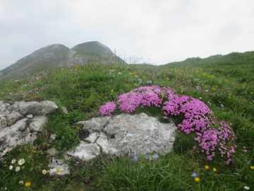 Blumenparadies