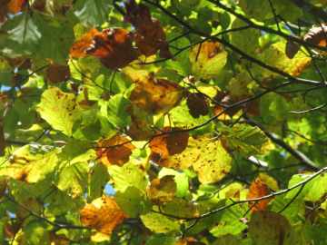 der Herbst ist da!