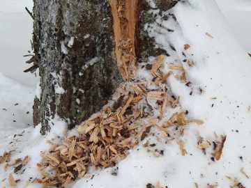 Woody Woodpecker