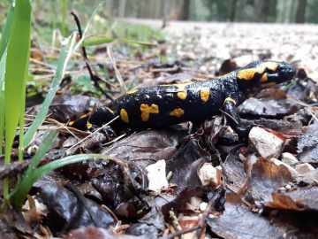 Salamandra salamandra