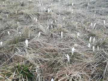 der Frühling kommt