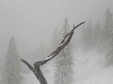 mein Freund der Baum