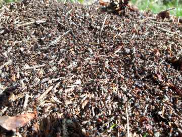 geschäftiges Treiben