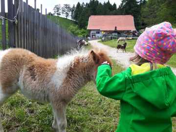 Shetlandponynachwuchs auf der Hefteralm