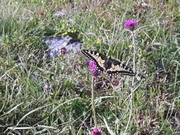 riesiger Schwalbenschwanz