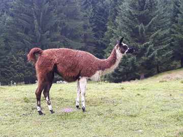 die neuen Alpenbewohner