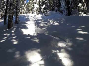 Treeskiing