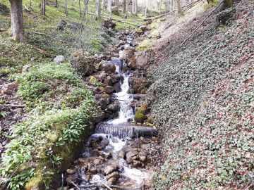 links Bärlauch, rechts Efeu
