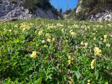 Schlüsselblumen, im Tal schon längst verblüht
