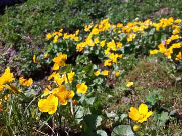 Sumpfdotterblumen