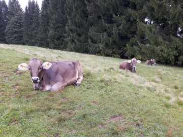 Allgäuer Schönheiten