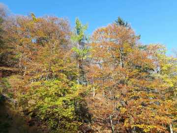Herbst