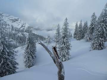 mein Freund, der alte Baum
