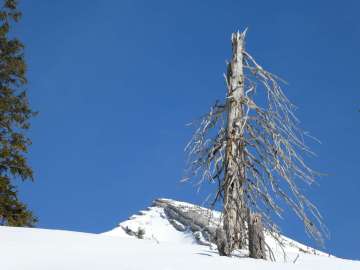 Sonntagshorn