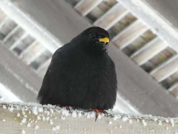 Hoffnung auf Beute, vergebens...