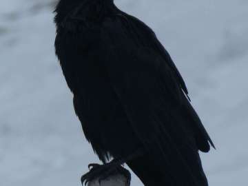 Corvus