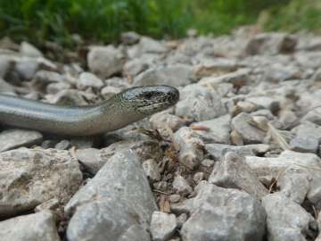 Blindschleiche mit nachgemessenen 56 cm!