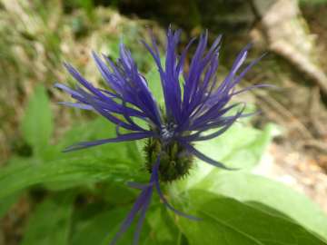 Flockenblume