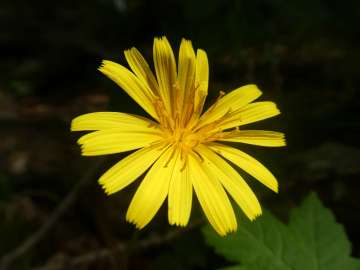 gelbe Blume :-)