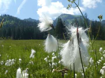 Wollgras, im Hintergrund die beiden Gipfel