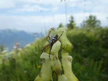 Fesche