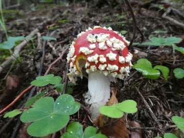 Leckerbissen