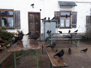 Die Vögel