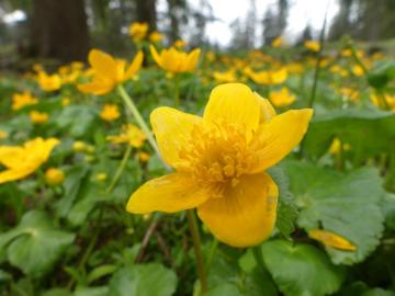 Sumpfdotterblume