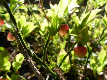 ganz frische Heidelbeeren :-)
