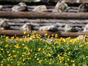 an der Bischofsfelln