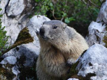 neugieriger Besucher