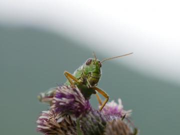 Ungetüm