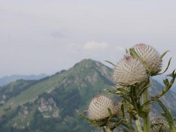 Hochgern