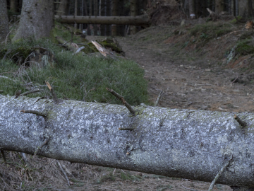 Limbo Trail